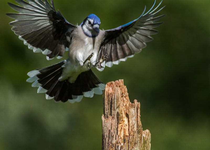 Hinterland Who S Who Blue Jay