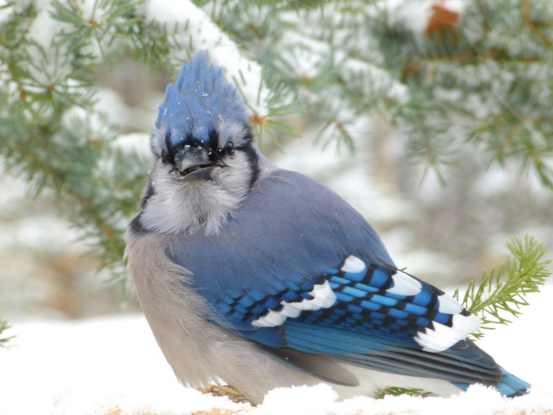 Hinterland Who S Who Blue Jay