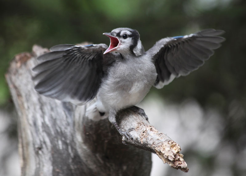 Hinterland Who's Who - Blue Jay