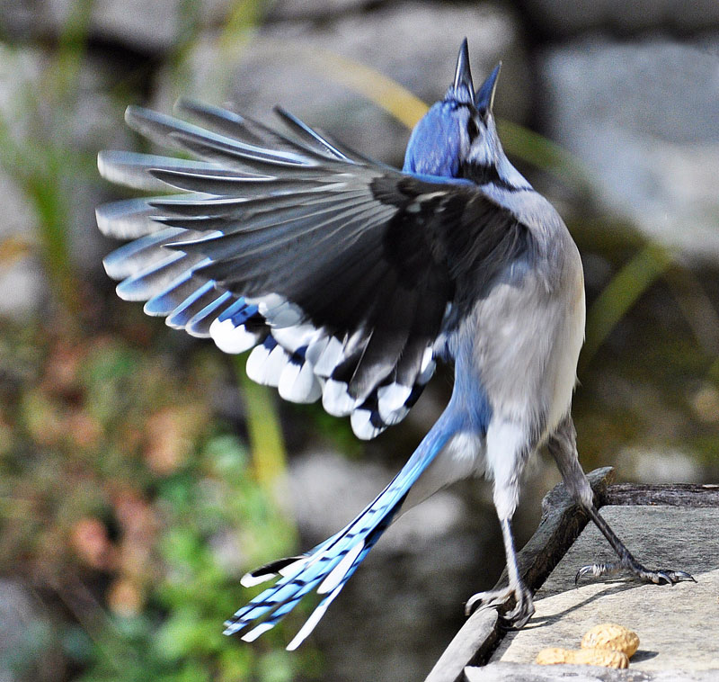 Blue jay, usually found in southeastern Canada, spotted in Sooke -  Vancouver Island Free Daily