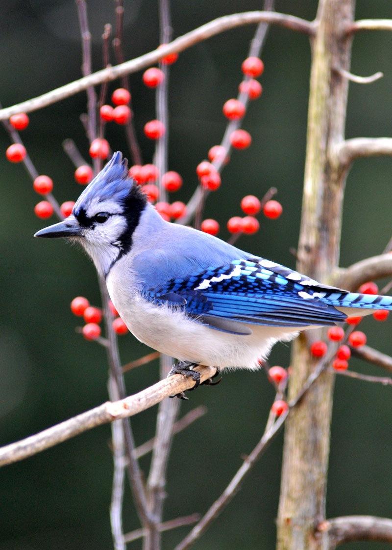 Hinterland Who's Who - Blue Jay