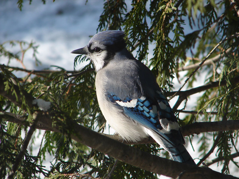 Hinterland Who S Who Blue Jay