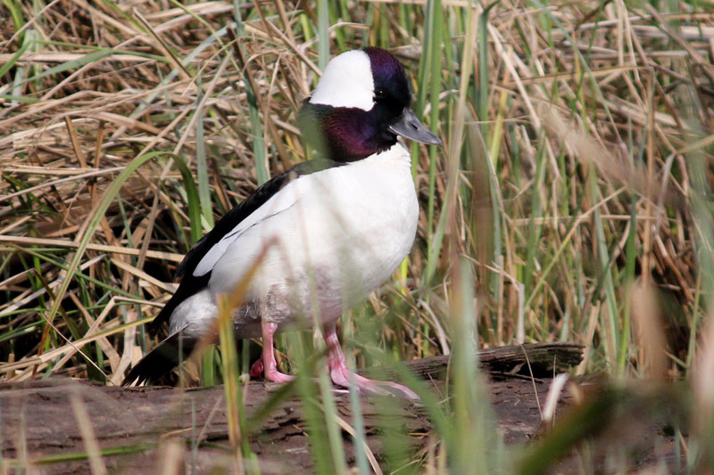 Faune et flore du pays - Le Petit Garrot