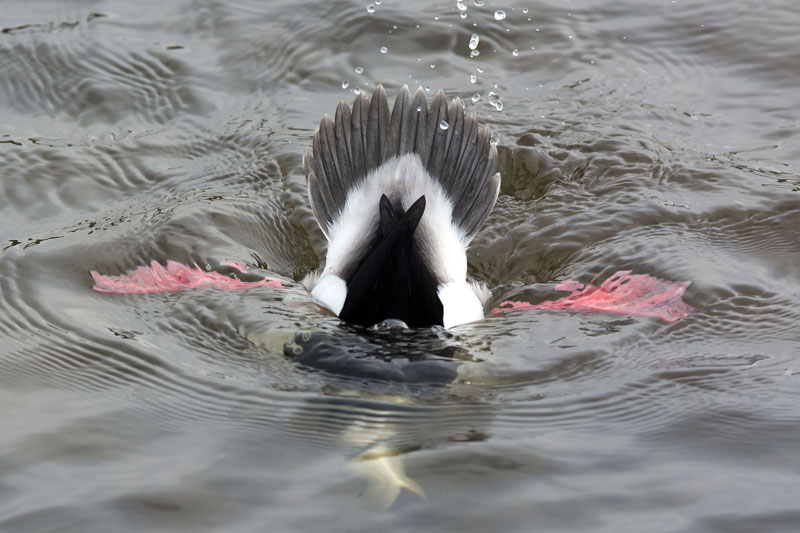 Petit garrot, Oiseaux