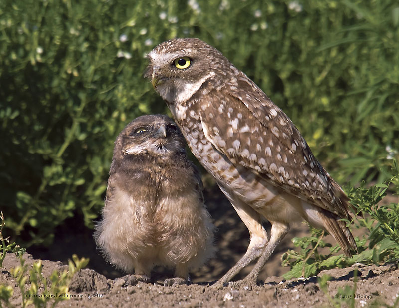 Hinterland Who's Who - Burrowing Owl Hinterland Who's Who - Burrowing Owl