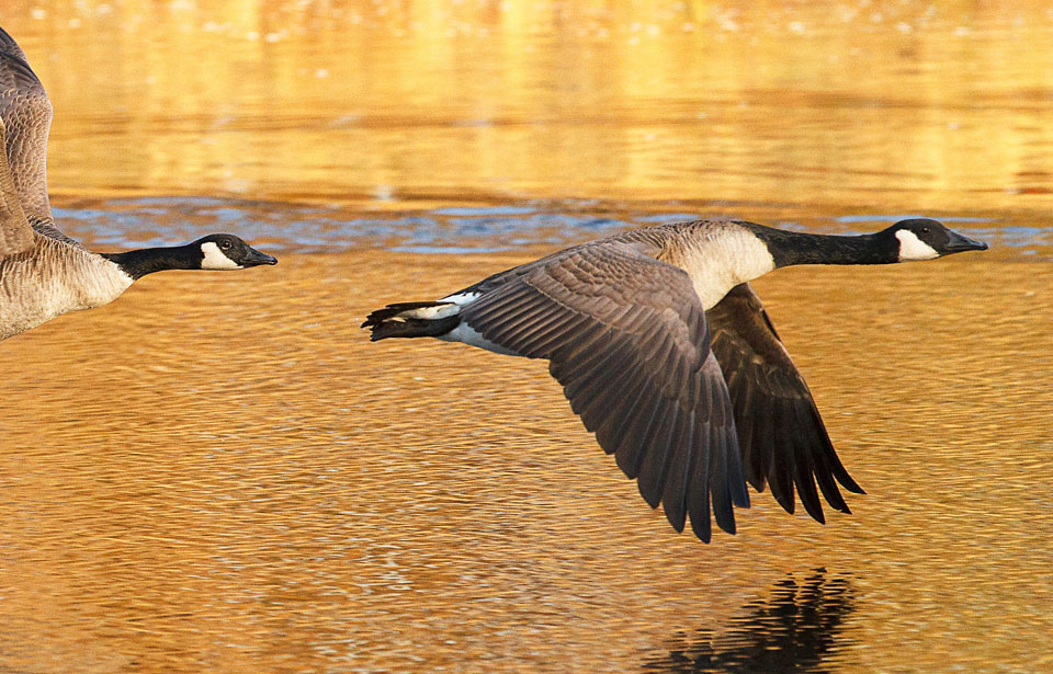 Canada Goose