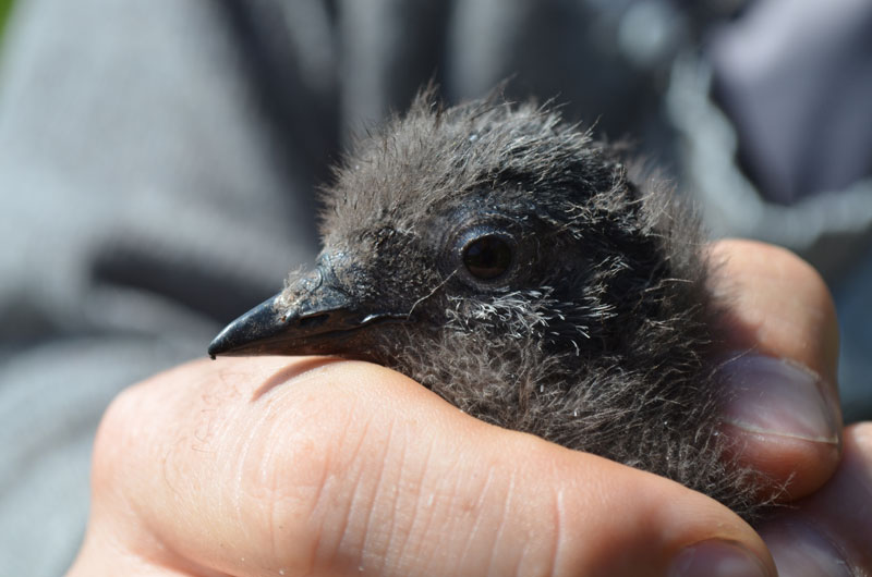 Cassin's Auklet chick held by a researcher