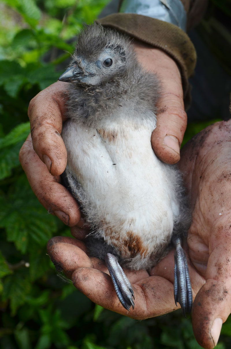 Cassin's Auklet chick held by a researcher