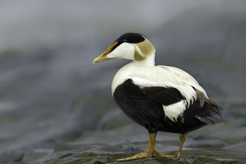 Eider feathers deals