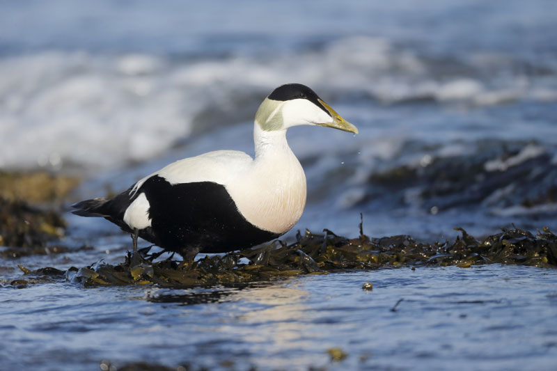 Faune Et Flore Du Pays L Eider A Duvet