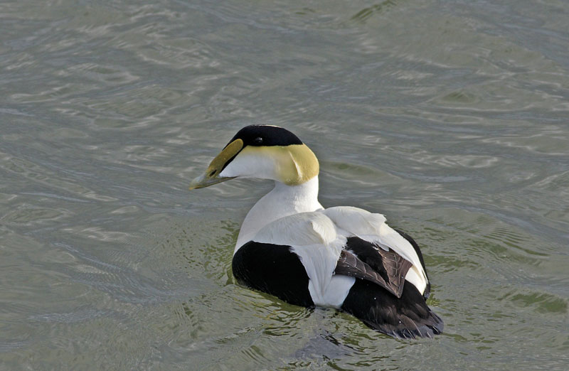 Faune Et Flore Du Pays L Eider A Duvet