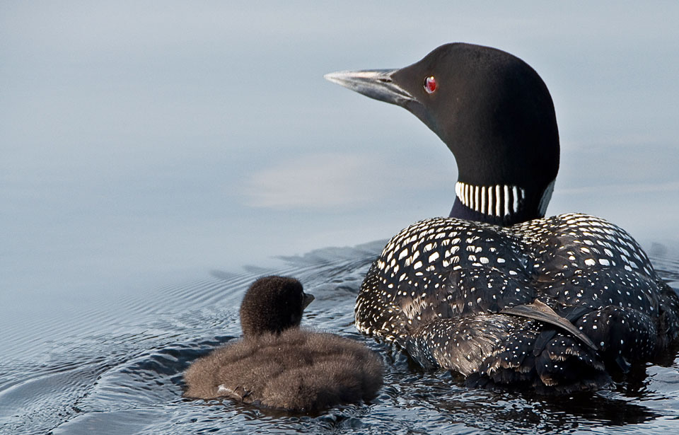 Common Loon