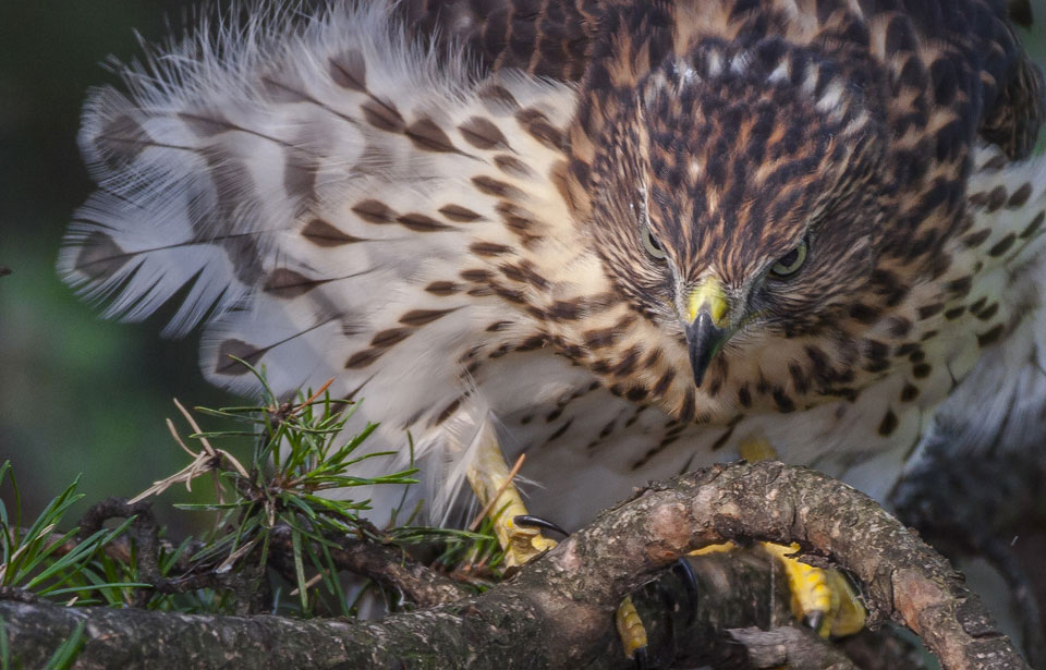 Hawk, Types, Diet, & Facts