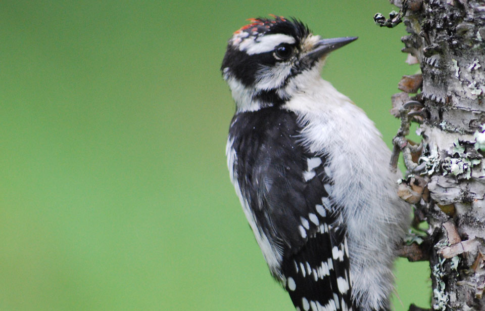 Downy Woodpecker