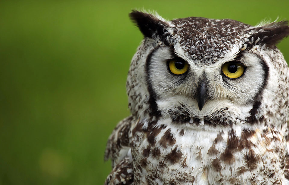 Hinterland Who s Who Great Horned Owl