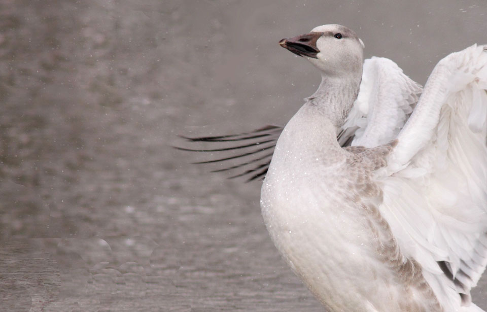 Greater Snow Goose