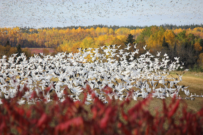 Observation des oiseaux migrateurs en hiver - Ré à la Hune