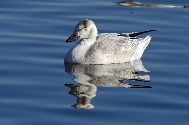 Greater Snow Goose