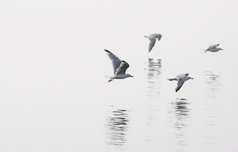 Herring Gull