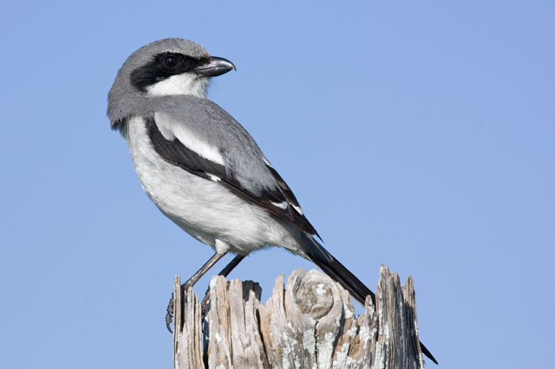 Mésanges disparues - Page 5 Loggerhead-Shrike_Matthew-Paulson