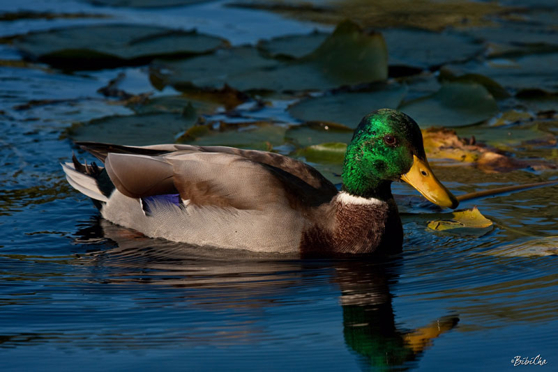 Faune et flore du pays - Le Canard colvert