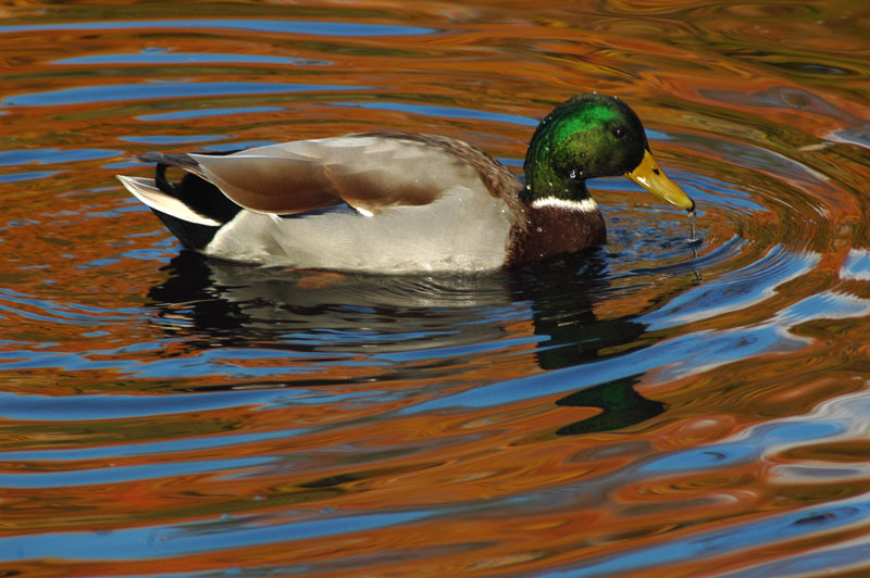 Faune et flore du pays - Le Canard colvert