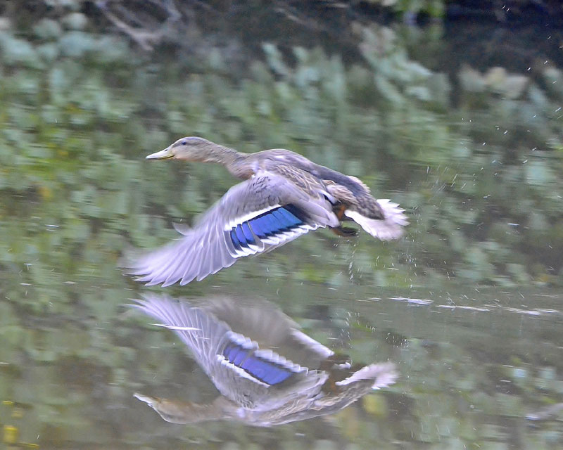 Faune et flore du pays - Le Canard colvert