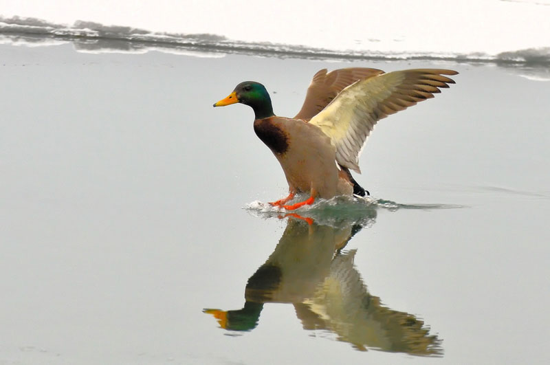 Faune et flore du pays - Le Canard colvert