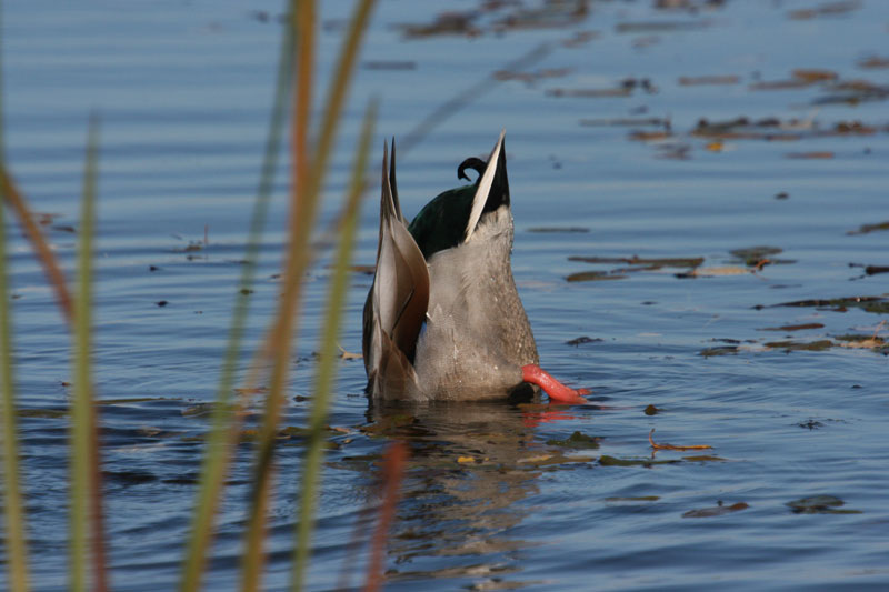 Faune et flore du pays - Le Canard colvert