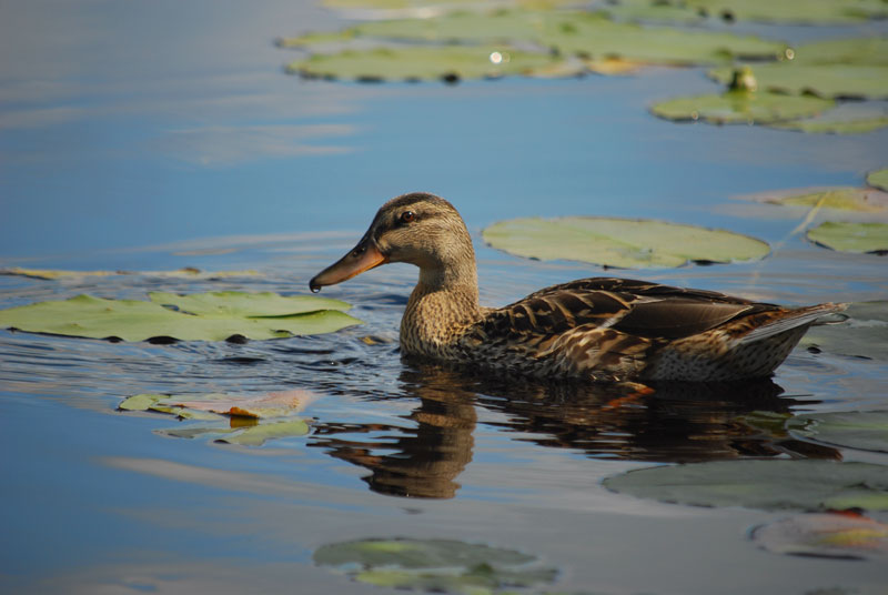 Faune et flore du pays - Le Canard colvert