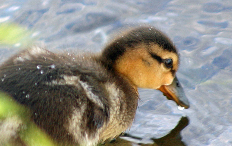 Faune et flore du pays - Le Canard colvert