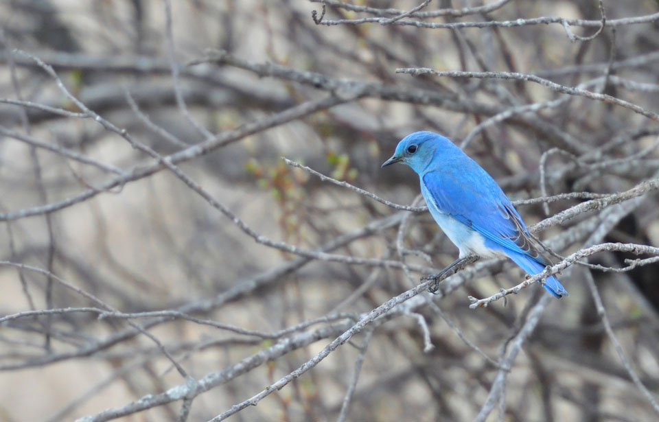 Hinterland Who's Who - Mountain Bluebird