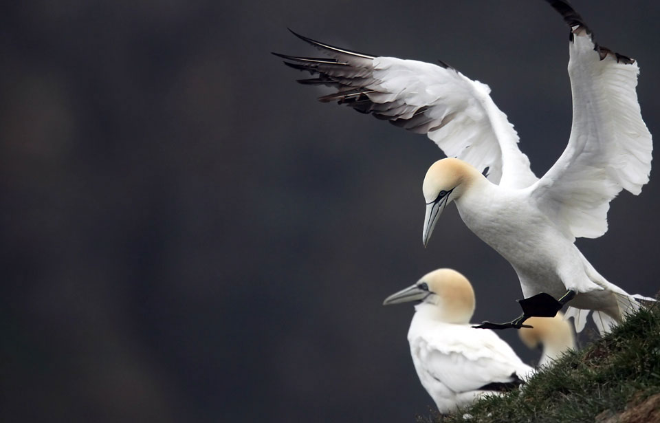 Vol au-dessus d'un nid de 500 oiseaux