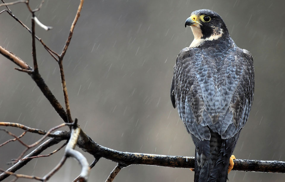 Falcon, Bird of Prey, Hunting & Migration