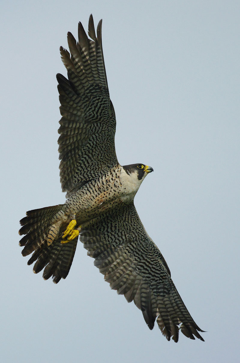 falcon peregrin falcon peregrin