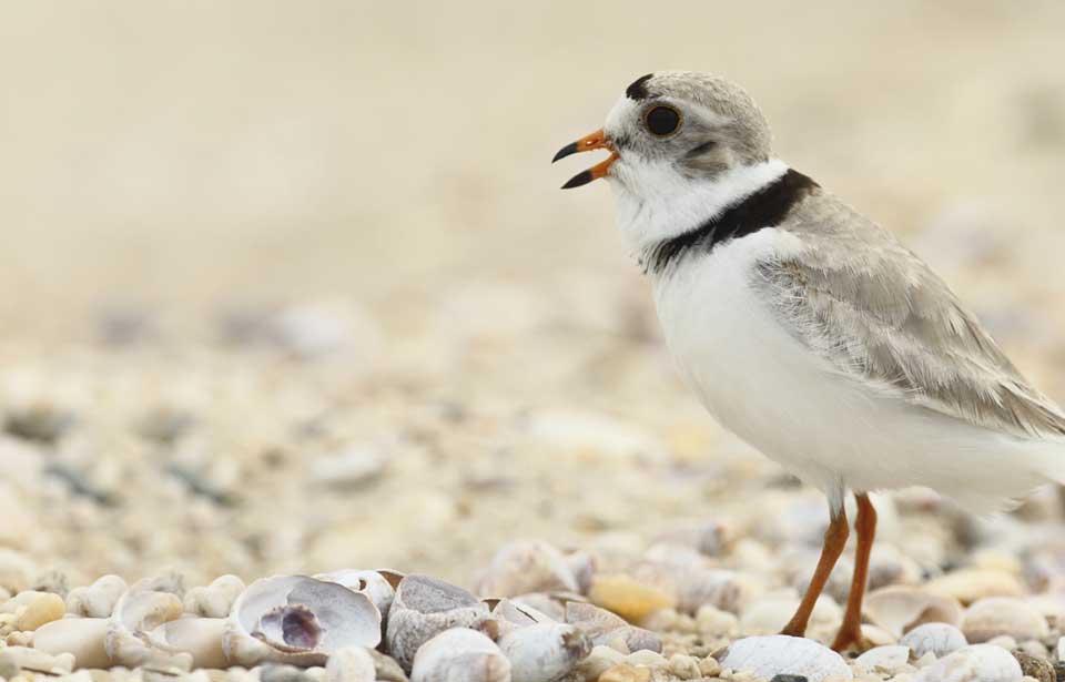 Piping Plover