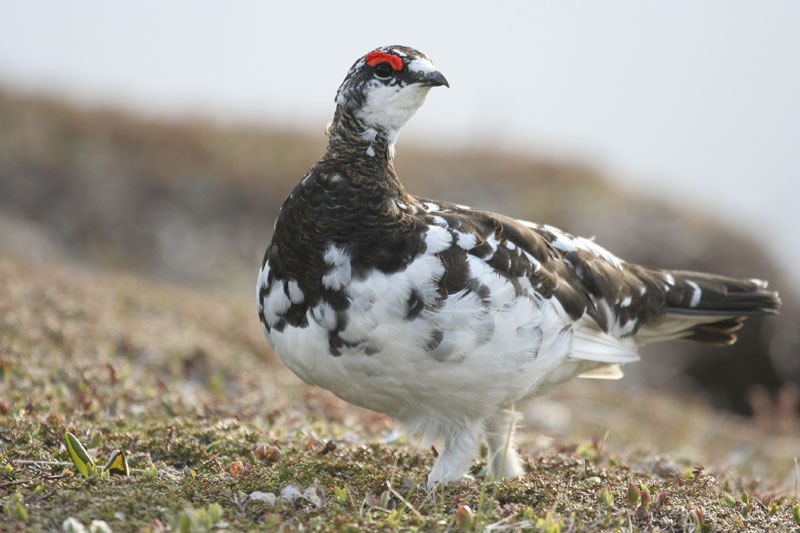 Rock Ptarmigan