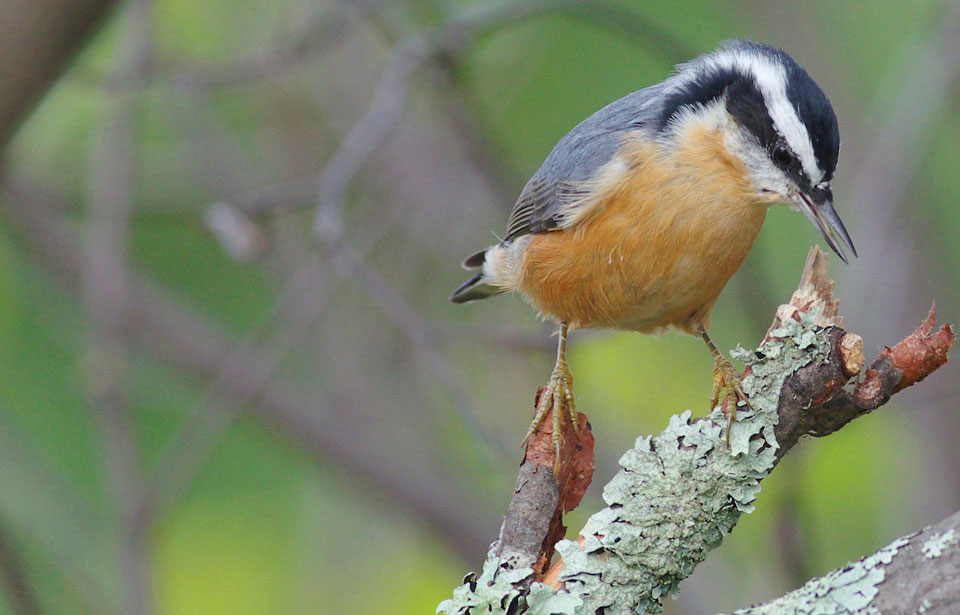 Faune et flore du pays - Les oiseaux