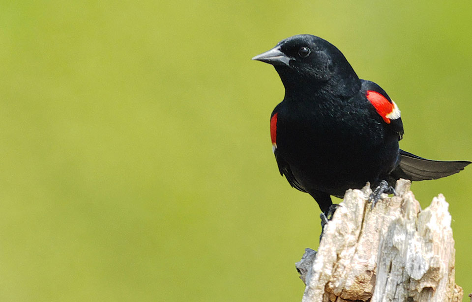 Redwing Blackbird  Red ink tattoos Red tattoos Tattoos