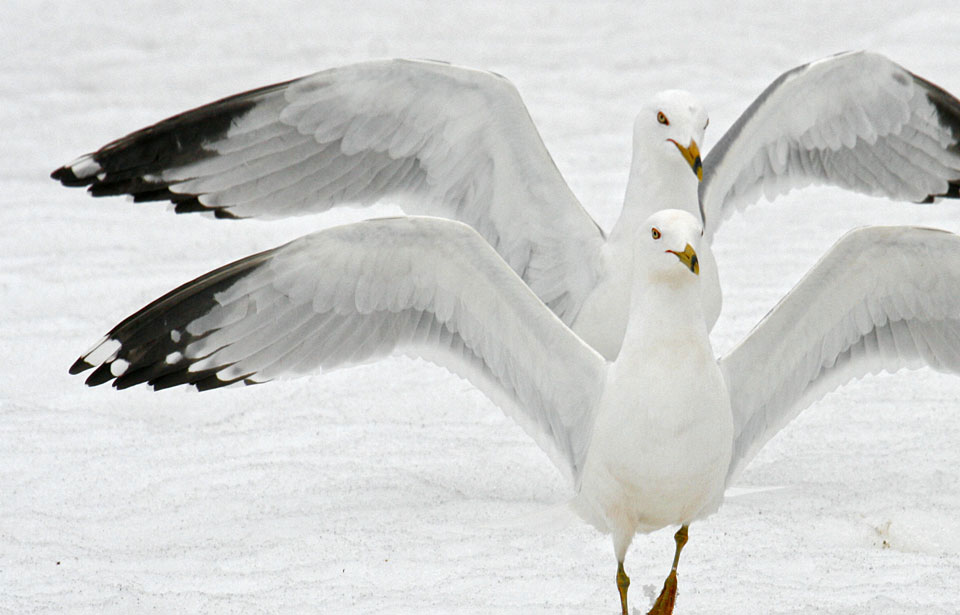 Ring-billed Gull