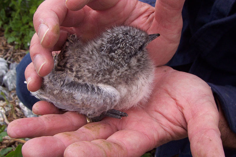 Roseate Tern chick being handled by a researcher