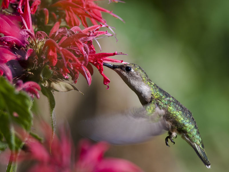 Faune et flore du pays - Le Colibri à gorge rubis