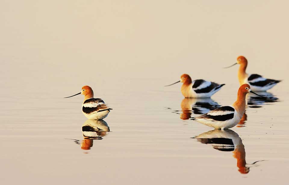 Pleins feux sur… les œufs et les nids d'oiseaux - Ministère des