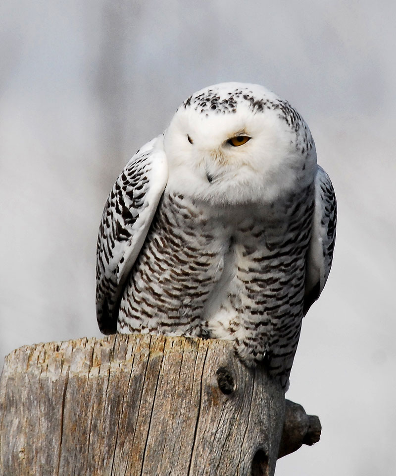 Hinterland Who's Who - Snowy Owl