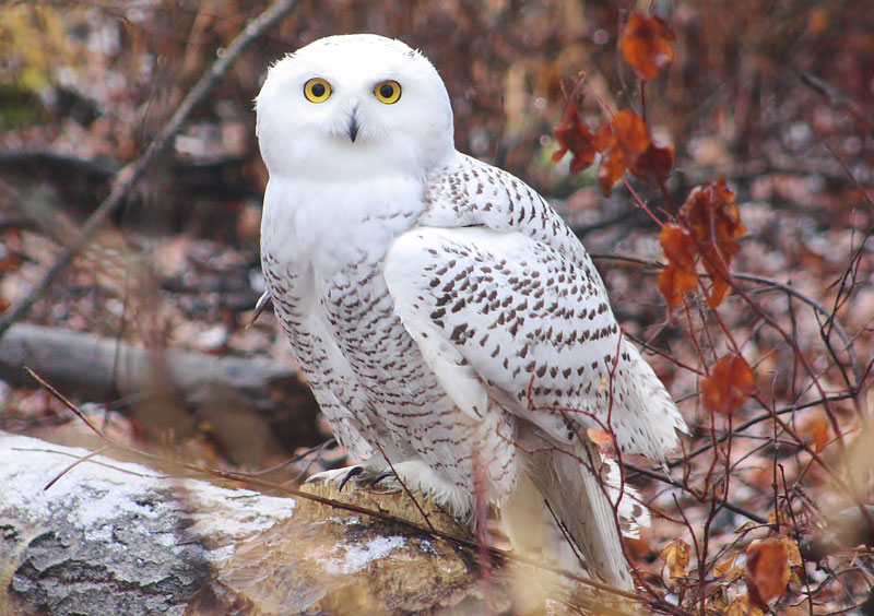 Le Harfang des neiges