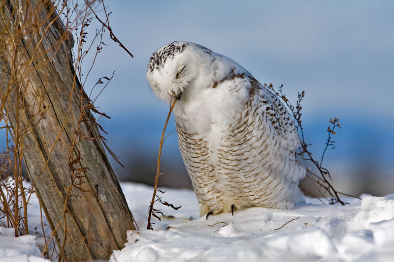 Hinterland Who's Who - Snowy Owl