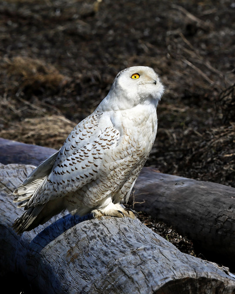 Flying Snowy Owl owls snow birds shoreline winged animals nature wildlife