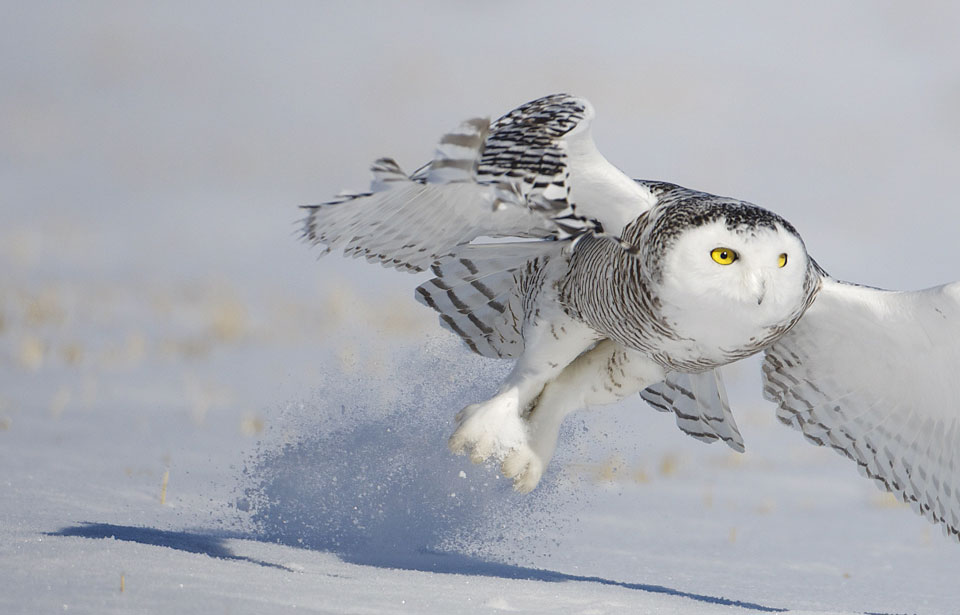 Hinterland Who's Who - Snowy Owl