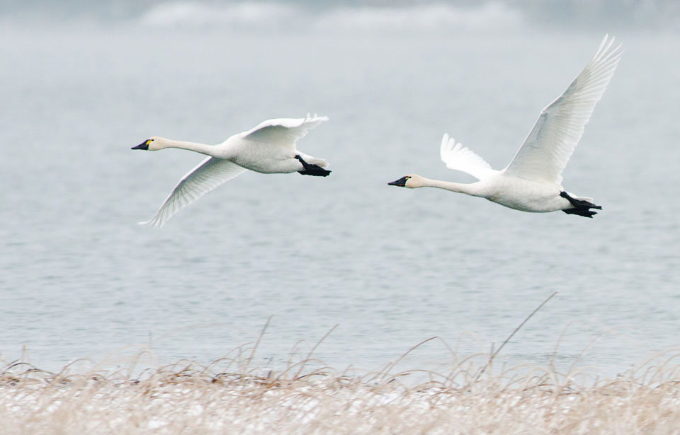 Le Cygne siffleur