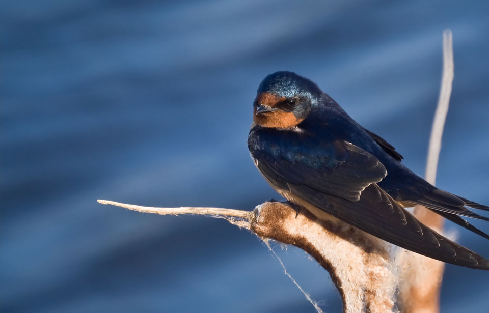 Barn swallow